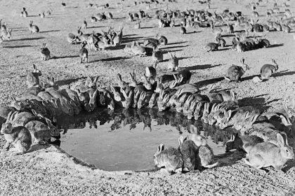 Rabbits-around-the-waterhole-1400